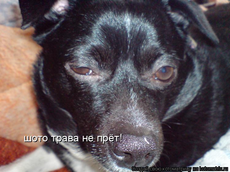 шото трава не прёт!... Котоматрица: шото трава не прёт!