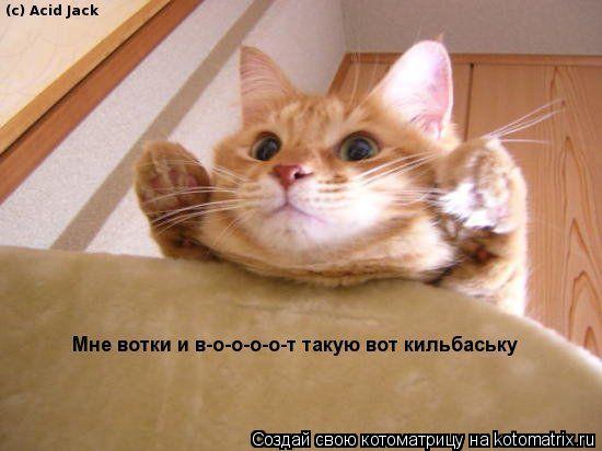 ... Котоматрица: