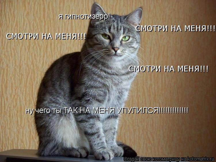 я гипнотизерр! ну чего ты ТАК НА МЕНЯ УПУЛИЛСЯ!!!!!!!!!!!!! СМОТРИ НА МЕНЯ!!! СМОТРИ НА МЕНЯ!!! СМОТ... Котоматрица: я гипнотизерр! ну чего ты ТАК НА МЕНЯ УПУЛИЛСЯ!!!!!!!!!!!!! СМОТРИ НА МЕНЯ!!! СМОТРИ НА МЕНЯ!!! СМОТРИ НА МЕНЯ!!!