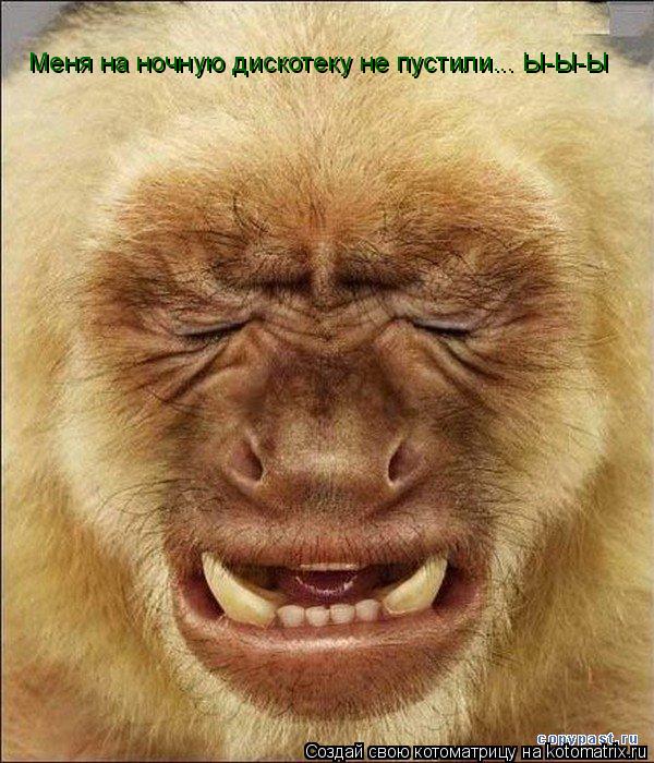 Меня на ночную дискотеку не пустили... Ы-Ы-Ы... Котоматрица: Меня на ночную дискотеку не пустили... Ы-Ы-Ы