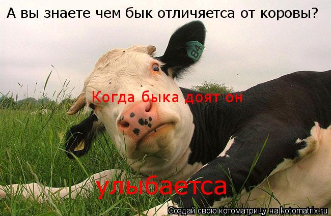 А вы знаете чем бык отличяетса от коровы? Когда быка доят он улыбаетса... Котоматрица: А вы знаете чем бык отличяетса от коровы? Когда быка доят он улыбаетса