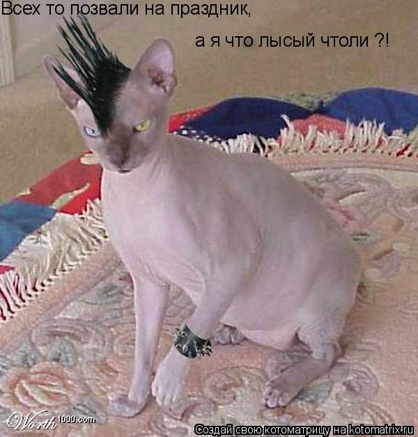 а я что лысый чтоли ?! Всех то позвали на праздник,... Котоматрица: а я что лысый чтоли ?! Всех то позвали на праздник,