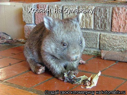 Хозяин, на бумажьку!!!... Котоматрица: Хозяин, на бумажьку!!!