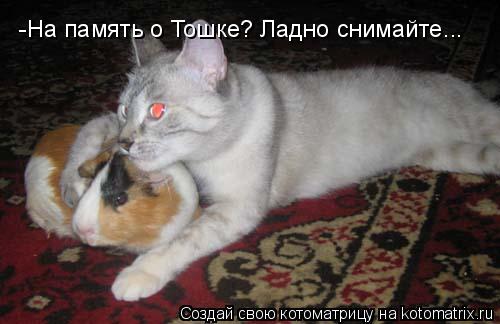 -На память о Тошке? Ладно снимайте...... Котоматрица: -На память о Тошке? Ладно снимайте...