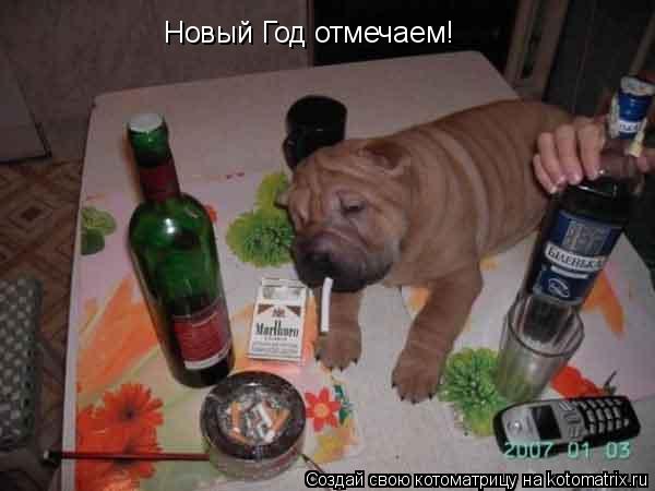 Новый Год отмечаем!... Котоматрица: Новый Год отмечаем!