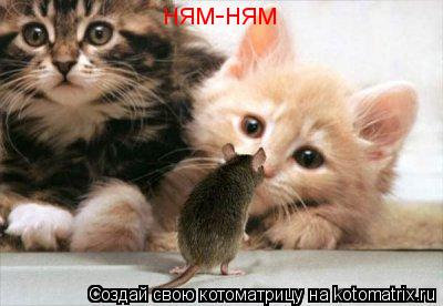 ням-ням... Котоматрица: ням-ням