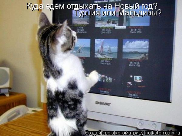Куда едем отдыхать на Новый год? Турция или Мальдивы?... Котоматрица: Куда едем отдыхать на Новый год? Турция или Мальдивы?