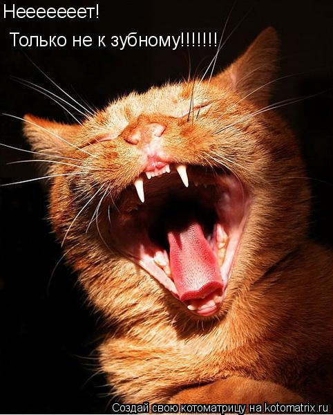 Нееееееет! Только не к зубному!!!!!!!... Котоматрица: Нееееееет! Только не к зубному!!!!!!!