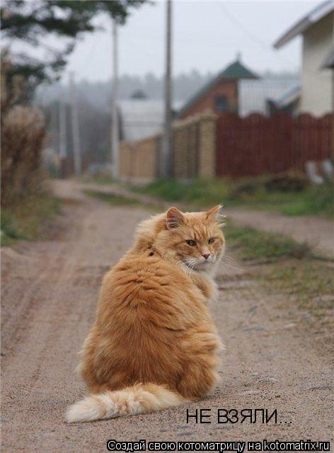 НЕ ВЗЯЛИ...... Котоматрица: НЕ ВЗЯЛИ...