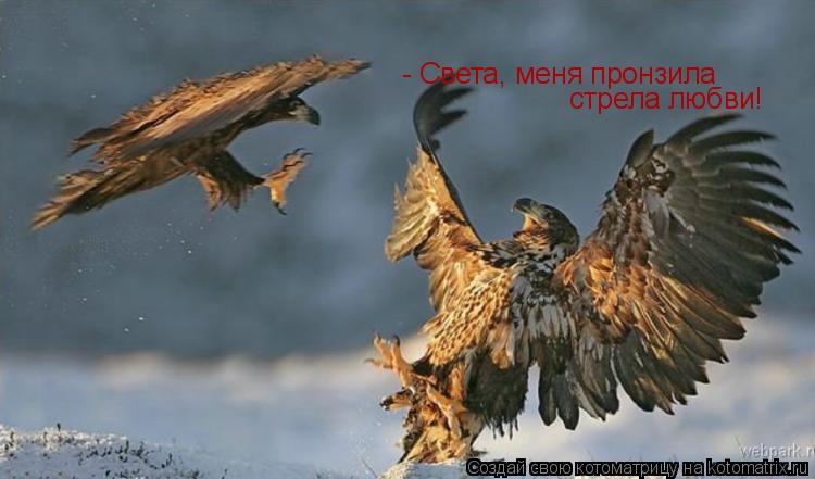 - Света, меня пронзила стрела любви!... Котоматрица: - Света, меня пронзила стрела любви!