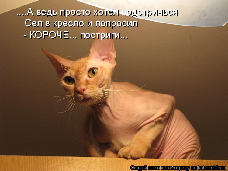 ....А ведь просто хотел подстричься Сел в кресло и попросил - КОРОЧЕ... постриги...... Котоматрица: ....А ведь просто хотел подстричься Сел в кресло и попросил - КОРОЧЕ... постриги...