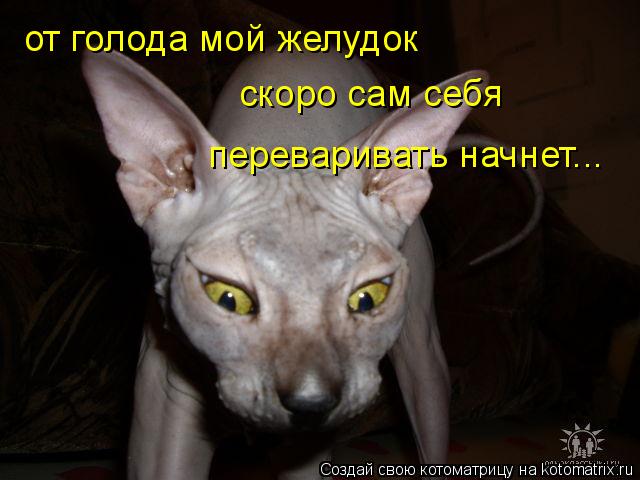 от голода мой желудок скоро сам себя переваривать начнет...... Котоматрица: от голода мой желудок скоро сам себя переваривать начнет...
