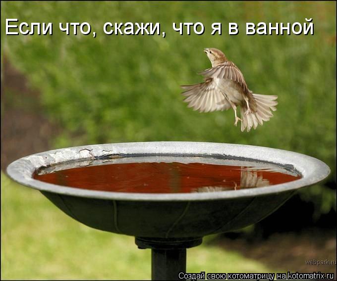Если что, скажи, что я в ванной... Котоматрица: Если что, скажи, что я в ванной