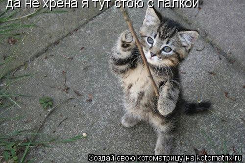 да не хрена я тут стою с палкой... Котоматрица: да не хрена я тут стою с палкой