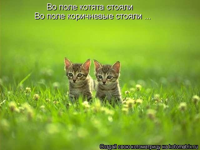 Во поле котята стояли Во поле коричневые стояли ...... Котоматрица: Во поле котята стояли Во поле коричневые стояли ...