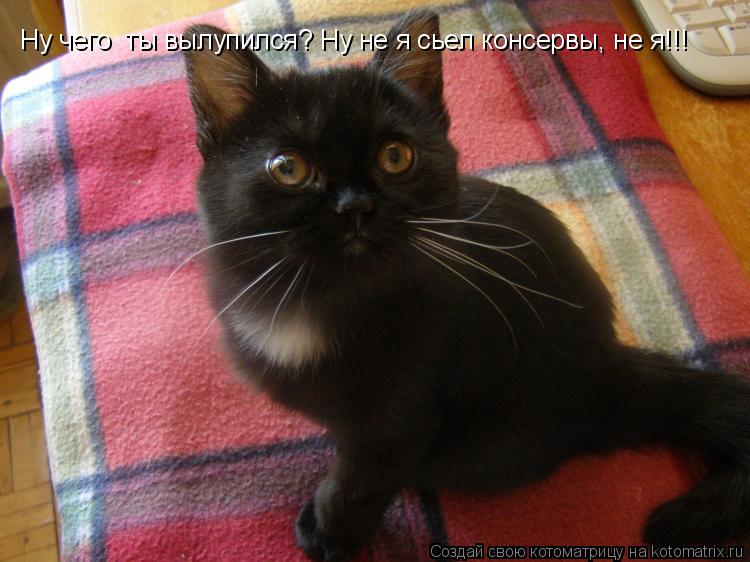 Ну чего ты вылупился? Ну не я сьел консервы, не я!!!... Котоматрица: Ну чего ты вылупился? Ну не я сьел консервы, не я!!!