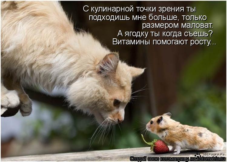 С кулинарной точки зрения ты подходишь мне больше, только размером маловат. А ягодку ты когда съешь?... Котоматрица: С кулинарной точки зрения ты подходишь мне больше, только размером маловат. А ягодку ты когда съешь? Витамины помогают росту...