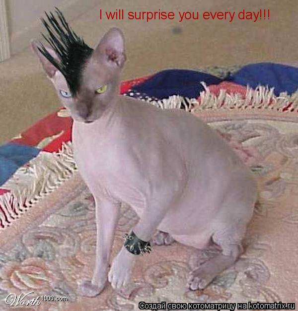 I will surprise you every day!!!... Котоматрица: I will surprise you every day!!!