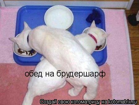 обед на брудершарф... Котоматрица: обед на брудершарф