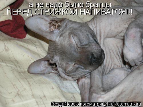 а не надо было братцы ПЕРЕД СТРИЖКОЙ НАПИВАТСЯ!!!... Котоматрица: а не надо было братцы ПЕРЕД СТРИЖКОЙ НАПИВАТСЯ!!!