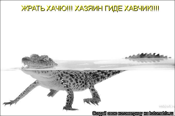 ЖРАТЬ ХАЧЮ!!! ХАЗЯИН ГИДЕ ХАВЧИК!!!!... Котоматрица: ЖРАТЬ ХАЧЮ!!! ХАЗЯИН ГИДЕ ХАВЧИК!!!!