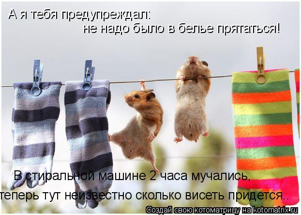 А я тебя предупреждал: не надо было в белье прятаться! В стиральной машине 2 часа мучались, теперь ту... Котоматрица: А я тебя предупреждал: не надо было в белье прятаться! В стиральной машине 2 часа мучались, теперь тут неизвестно сколько висеть придется..