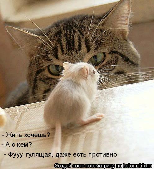 - Фууу, гулящая, даже есть противно - А с кем? - Жить хочешь?... Котоматрица: - Фууу, гулящая, даже есть противно - А с кем? - Жить хочешь?