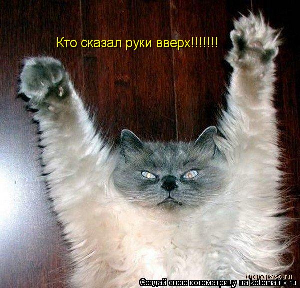 Кто сказал руки вверх!!!!!!!... Котоматрица: Кто сказал руки вверх!!!!!!!