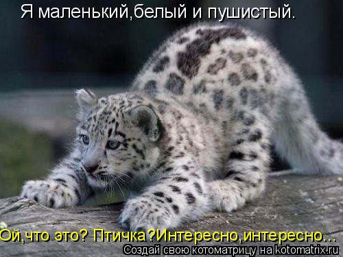 Я маленький,белый и пушистый. Ой,что это? Птичка?Интересно,интересно...... Котоматрица: Я маленький,белый и пушистый. Ой,что это? Птичка?Интересно,интересно...