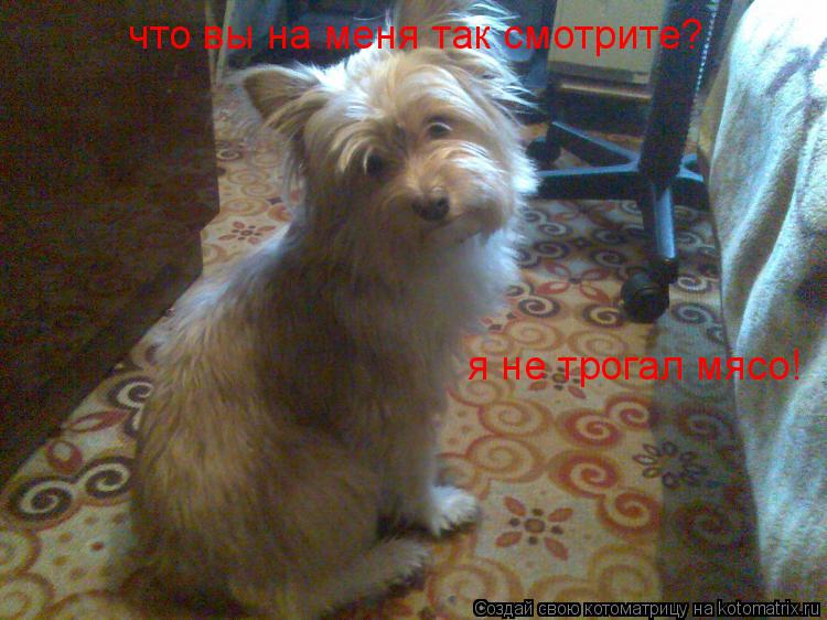 что вы на меня так смотрите? я не трогал мясо!... Котоматрица: что вы на меня так смотрите? я не трогал мясо!