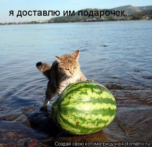 Котоматрица: я доставлю им подарочек...