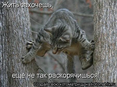 Котоматрица: Жить захочешь,  ещё не так раскорячишься!