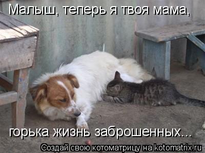 Малыш, теперь я твоя мама, горька жизнь заброшенных...... Котоматрица: Малыш, теперь я твоя мама, горька жизнь заброшенных...