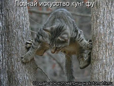 Познай искусство кунг фу!... Котоматрица: Познай искусство кунг фу!