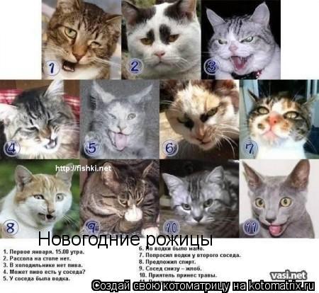 Новогодние рожицы... Котоматрица: Новогодние рожицы