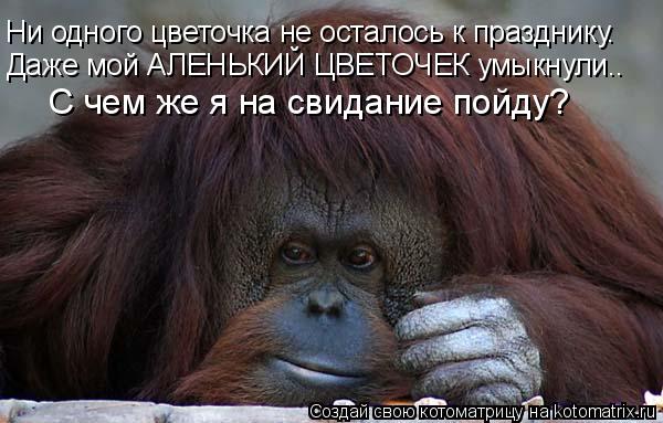 Ни одного цветочка не осталось к празднику. Даже мой АЛЕНЬКИЙ ЦВЕТОЧЕК умыкнули.. С чем же я на свида... Котоматрица: Ни одного цветочка не осталось к празднику. Даже мой АЛЕНЬКИЙ ЦВЕТОЧЕК умыкнули.. С чем же я на свидание пойду?