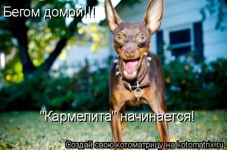 Бегом домой!!! "Кармелита" начинается!... Котоматрица: Бегом домой!!! "Кармелита" начинается!