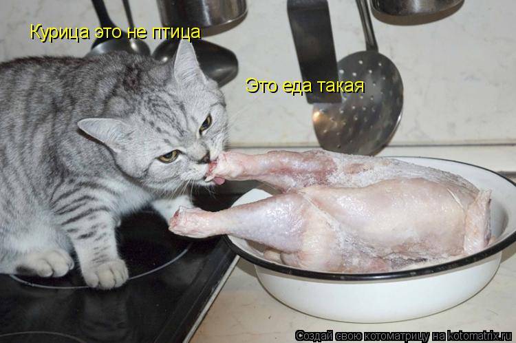 Котоматрица: Курица это не птица Это еда такая