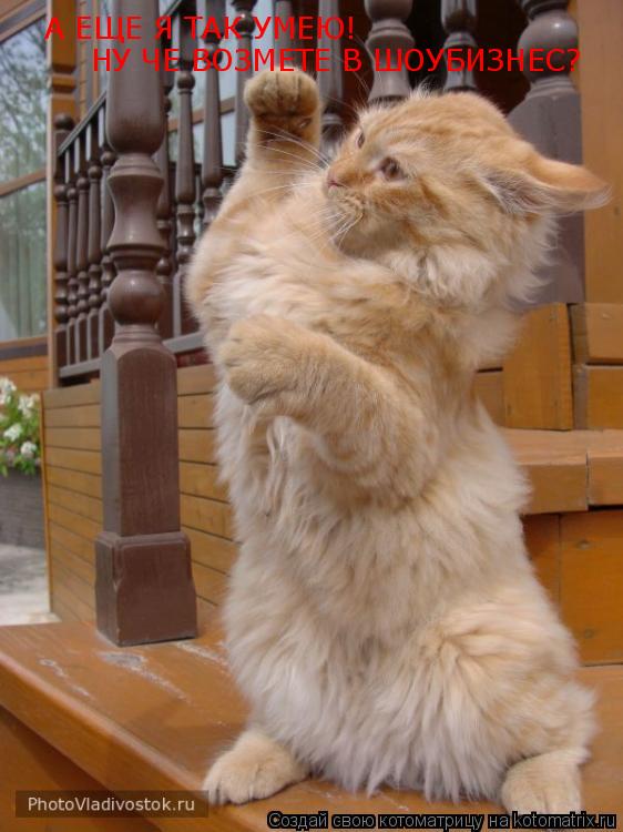 А ЕЩЕ Я ТАК УМЕЮ! НУ ЧЕ ВОЗМЕТЕ В ШОУБИЗНЕС?... Котоматрица: А ЕЩЕ Я ТАК УМЕЮ! НУ ЧЕ ВОЗМЕТЕ В ШОУБИЗНЕС?
