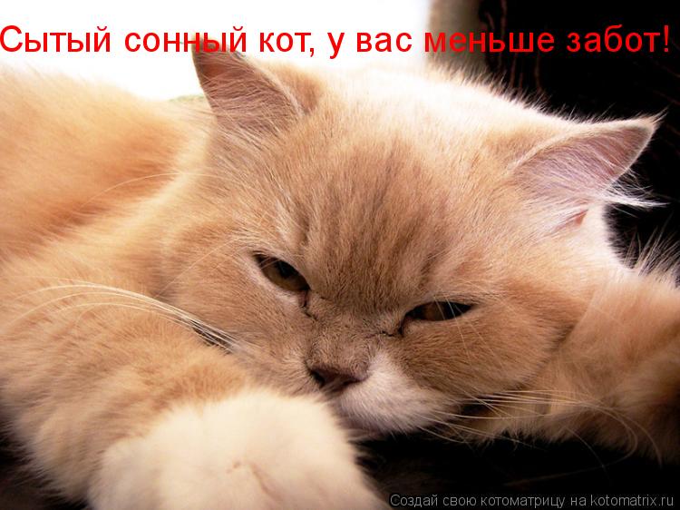 Сытый сонный кот, у вас меньше забот!... Котоматрица: Сытый сонный кот, у вас меньше забот!