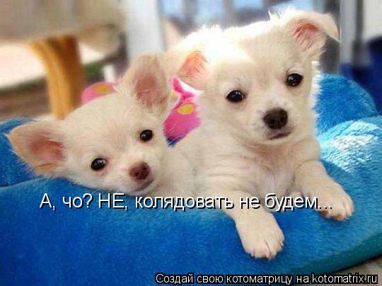 А, чо? НЕ, колядовать не будем...... Котоматрица: А, чо? НЕ, колядовать не будем...