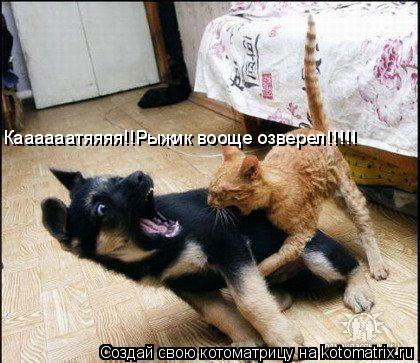 Каааааатяяяя!!Рыжик вооще озверел!!!!!... Котоматрица: Каааааатяяяя!!Рыжик вооще озверел!!!!!