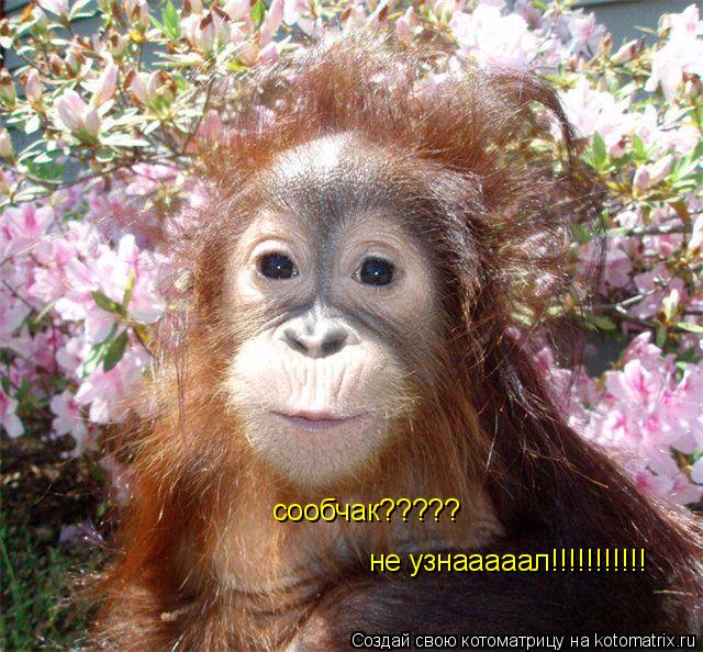 сообчак????? не узнааааал!!!!!!!!!!!... Котоматрица: сообчак????? не узнааааал!!!!!!!!!!!