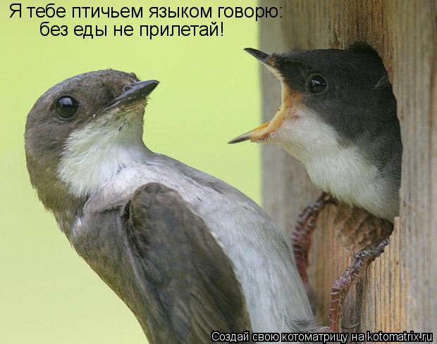 Я тебе птичьем языком говорю: без еды не прилетай!... Котоматрица: Я тебе птичьем языком говорю: без еды не прилетай!