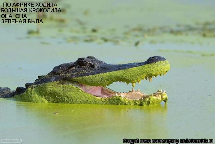 ПО АФРИКЕ ХОДИЛА БОЛЬШАЯ КРОКОДИЛА ОНА, ОНА ЗЕЛЕНАЯ БЫЛА... Котоматрица: ПО АФРИКЕ ХОДИЛА БОЛЬШАЯ КРОКОДИЛА ОНА, ОНА ЗЕЛЕНАЯ БЫЛА