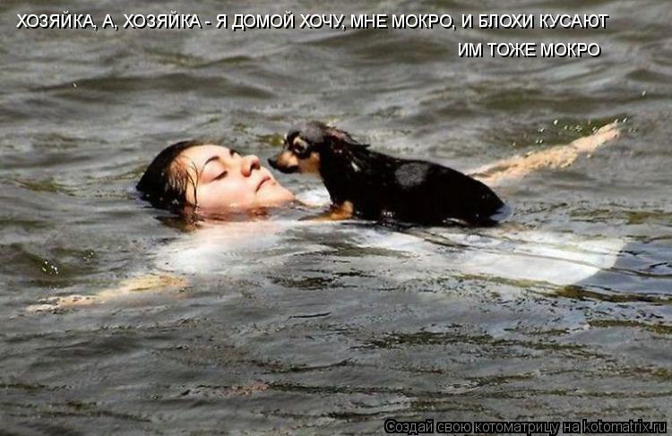 ХОЗЯЙКА, А, ХОЗЯЙКА - Я ДОМОЙ ХОЧУ, МНЕ МОКРО, И БЛОХИ КУСАЮТ ИМ ТОЖЕ МОКРО... Котоматрица: ХОЗЯЙКА, А, ХОЗЯЙКА - Я ДОМОЙ ХОЧУ, МНЕ МОКРО, И БЛОХИ КУСАЮТ ИМ ТОЖЕ МОКРО