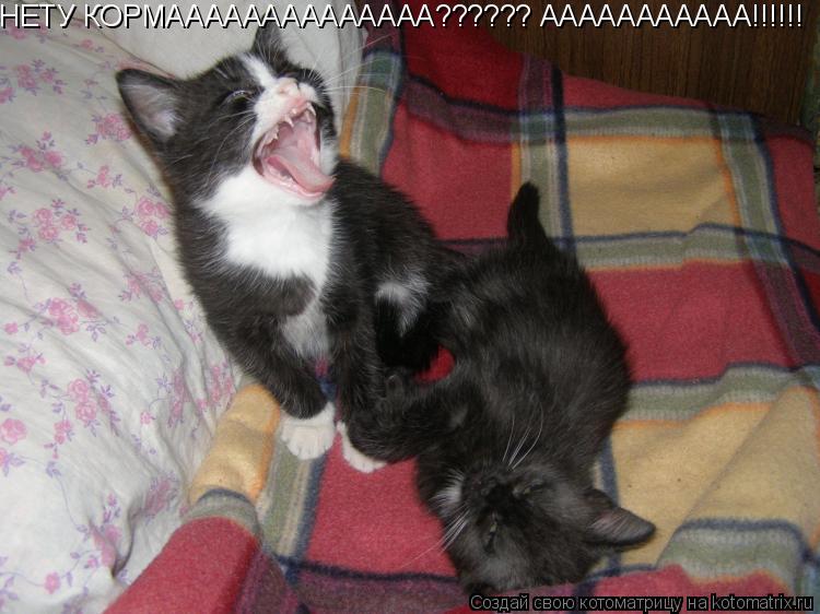 Котоматрица: НЕТУ КОРМАААААААААААААА?????? ААААААААААА!!!!!!