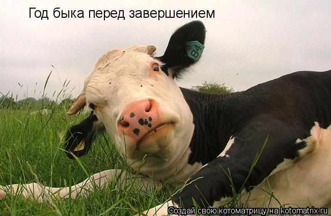 Год быка перед завершением... Котоматрица: Год быка перед завершением