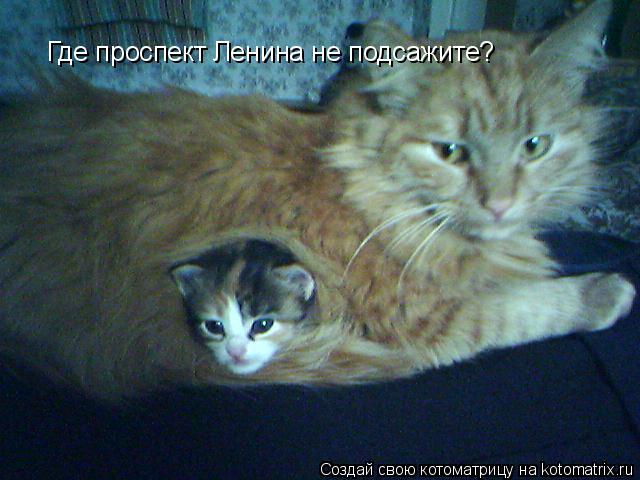 Где проспект Ленина не подсажите?... Котоматрица: Где проспект Ленина не подсажите?