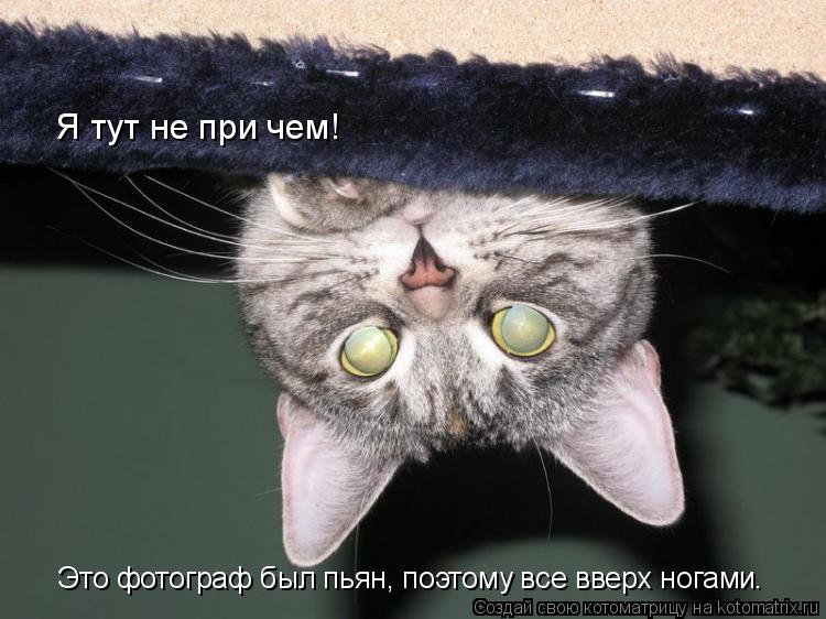 Это фотограф был пьян, поэтому все вверх ногами. Я тут не при чем!... Котоматрица: Это фотограф был пьян, поэтому все вверх ногами. Я тут не при чем!